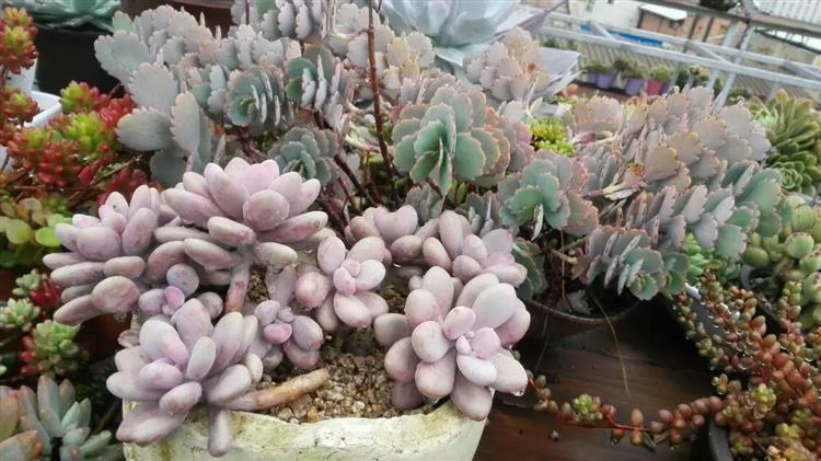 多肉十二卷养护经验,露养多肉过冬的最佳方法