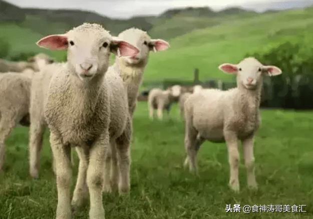 乌拉圭人平时最爱喝什么茶,乌拉圭人吃什么