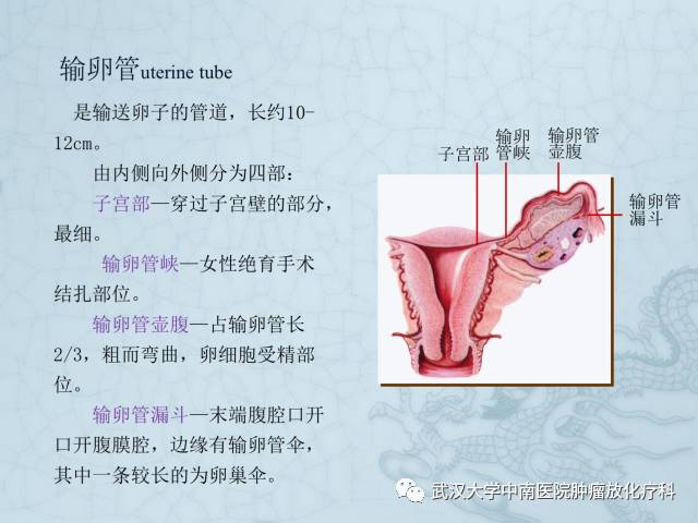 女性盆腔解剖与断层影像
