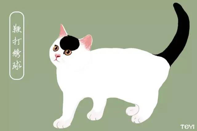 中华田园猫的品种介绍和图片大全,常见中华田园猫品种名称