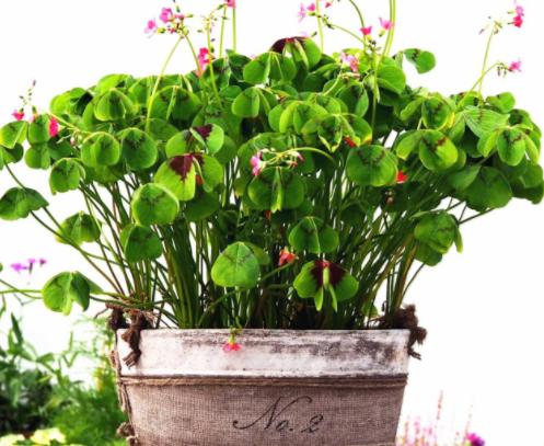 三叶草里的幸运草,三叶草也叫紫茎泽兰吗