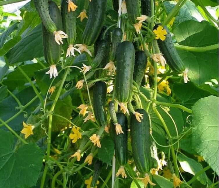 黄瓜的种类以及每种黄瓜的特征,又香又软的黄瓜品种