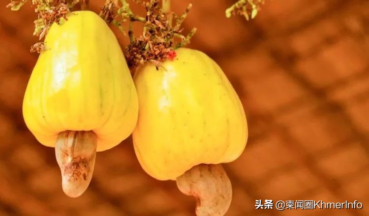 在越南买香脆的腰果,腰果都是越南进口吗