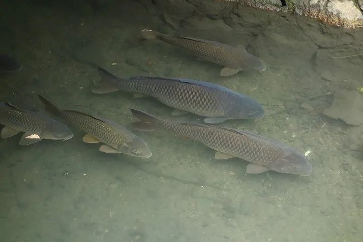 有鱼钓不到鱼怎么回事,鱼钓不上鱼的原因