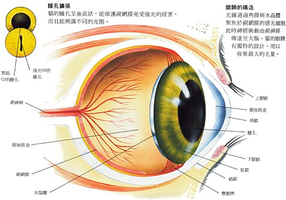 猫咪双眼皮手术真的有用吗,猫咪眼睑内翻的症状与治疗方法图