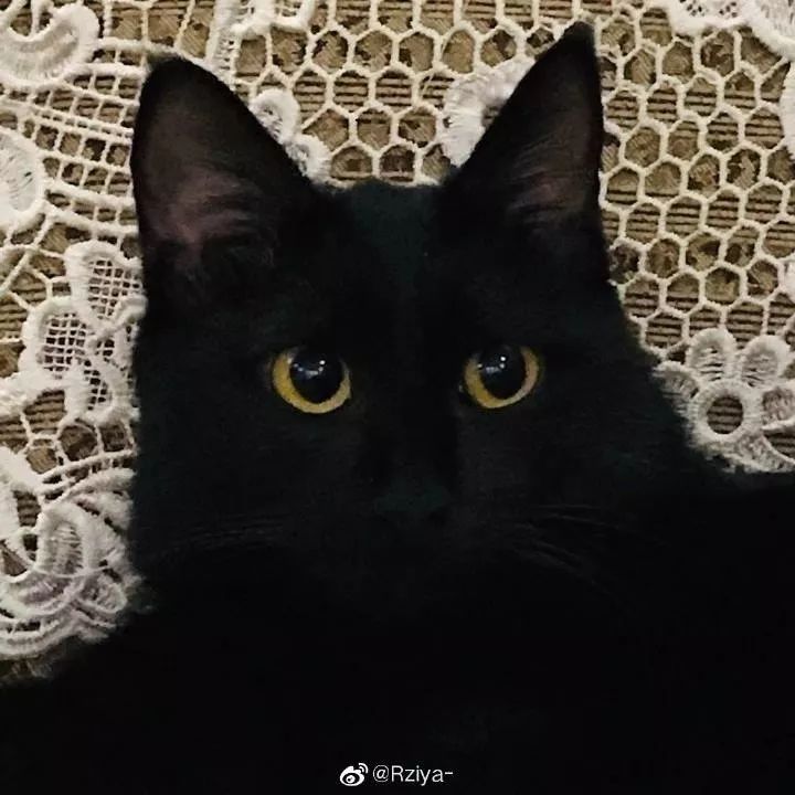 黑猫不吉利是谁说的,黑猫不吉利是真的吗