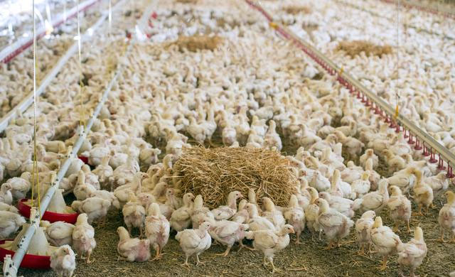 鸡有没有咳喘病,鸡咳喘小妙招