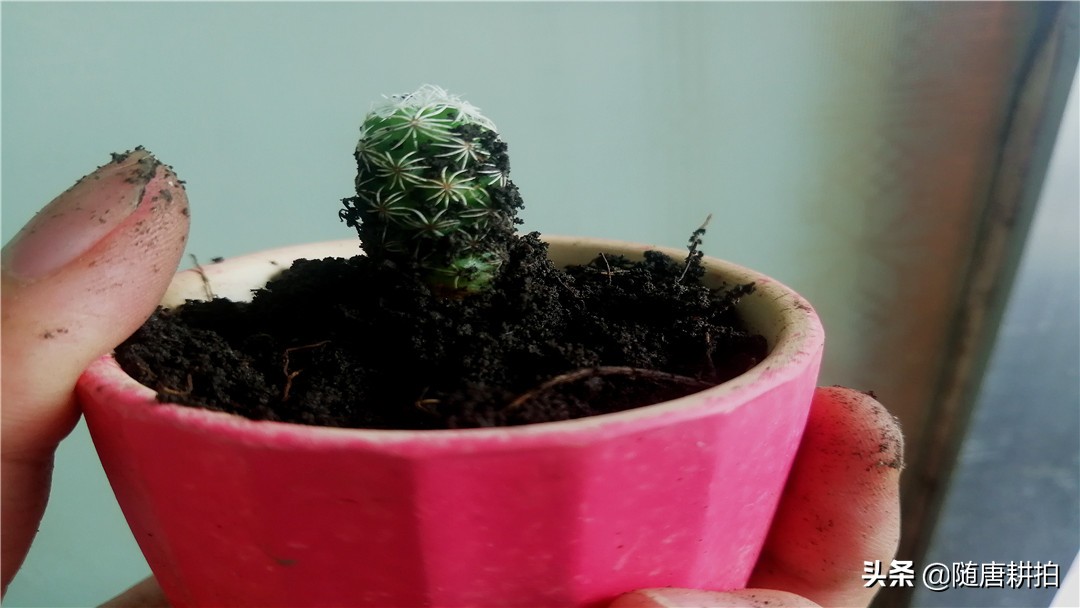 银毛球怎么繁殖,银毛球怎么养护