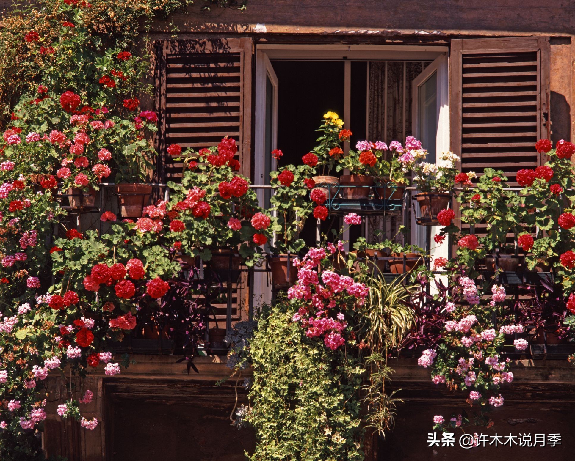 藤本月季怎么在阳台做花墙,藤本月季和蔷薇哪个更适合花墙