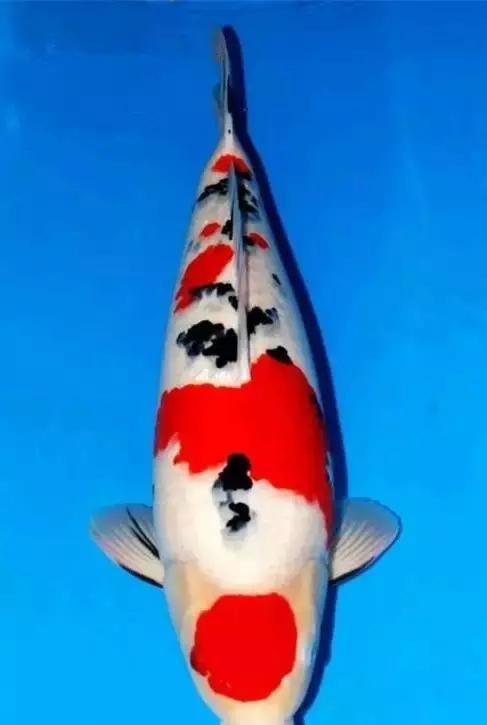 锦鲤怎样喂食长得快点,锦鲤怎么喂食才合理