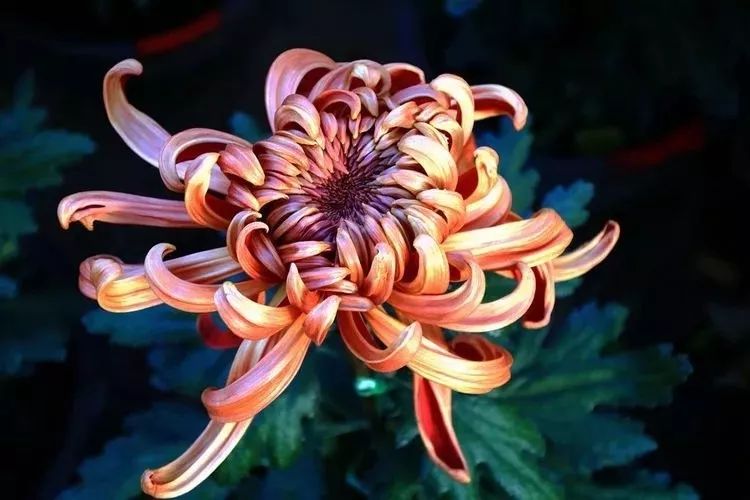 花中四君子菊花国画用笔,花中四君子菊花高清图片