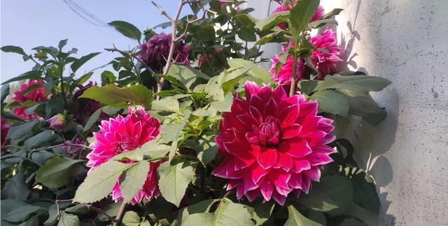 养花盆土用什么好,养花盆土预防板结