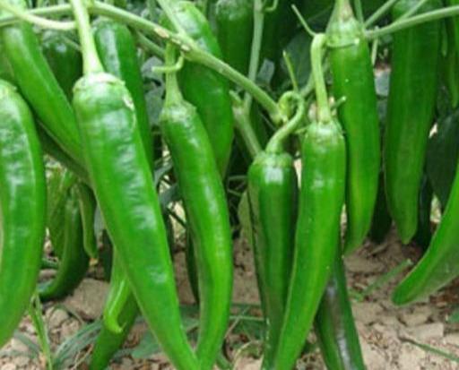 日光温室辣椒怎么做,10秒教会你如何种出高产的好辣椒