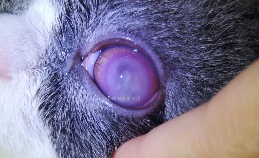 猫角膜溃疡症治疗方法,猫角膜溃疡恢复过程图片