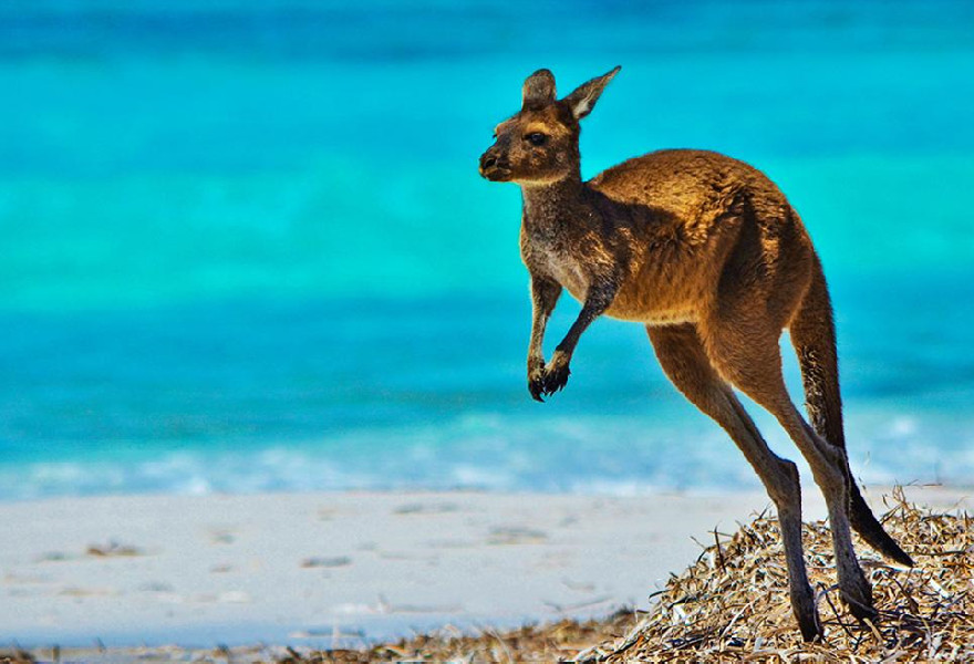 为什么澳大利亚动物都是有袋类,澳大利亚有袋类动物