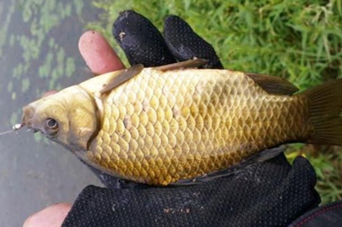 酒米窝料主要诱鱼的材料,窝料是怎么诱鱼的