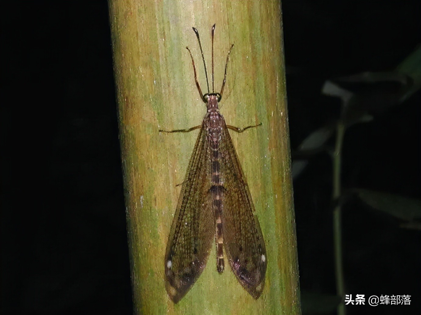 8000元一斤的“沙王八”，专吃肉却连肛门都没有，屎去哪了？