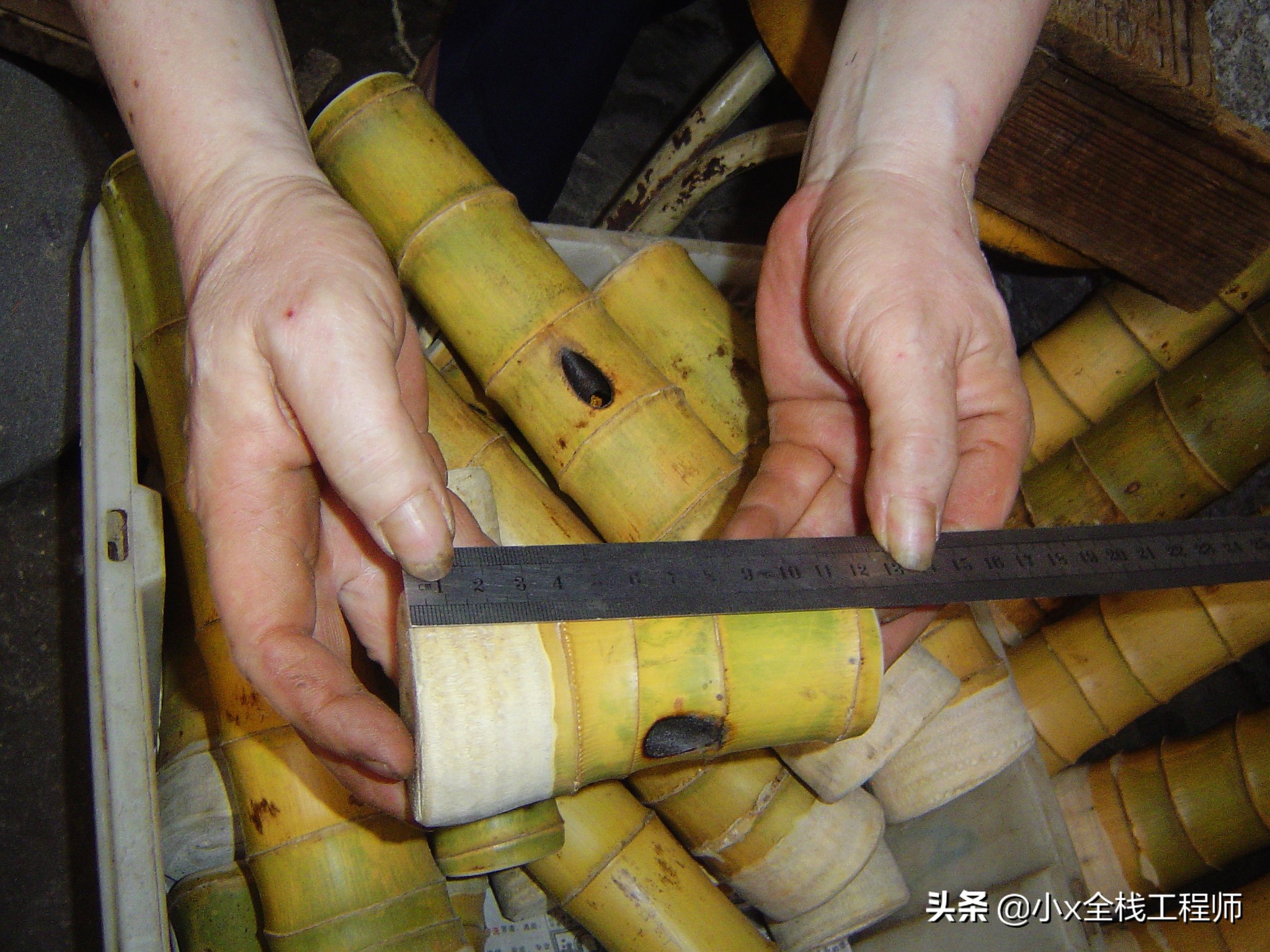 这个就是湛江的大碌竹又叫水烟筒