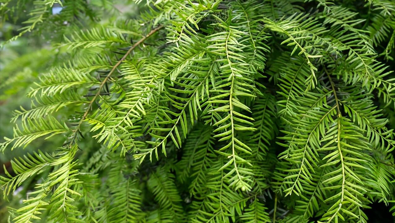 红豆杉叶片耷拉没精神,红豆杉的嫩芽耷拉怎么回事