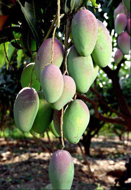 减肥咖啡是不是越喝越瘦,黑咖啡减肥法真的有用吗