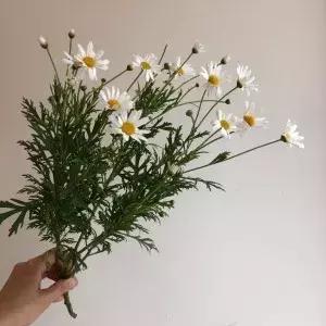 ins的花有哪些,ins超火的花