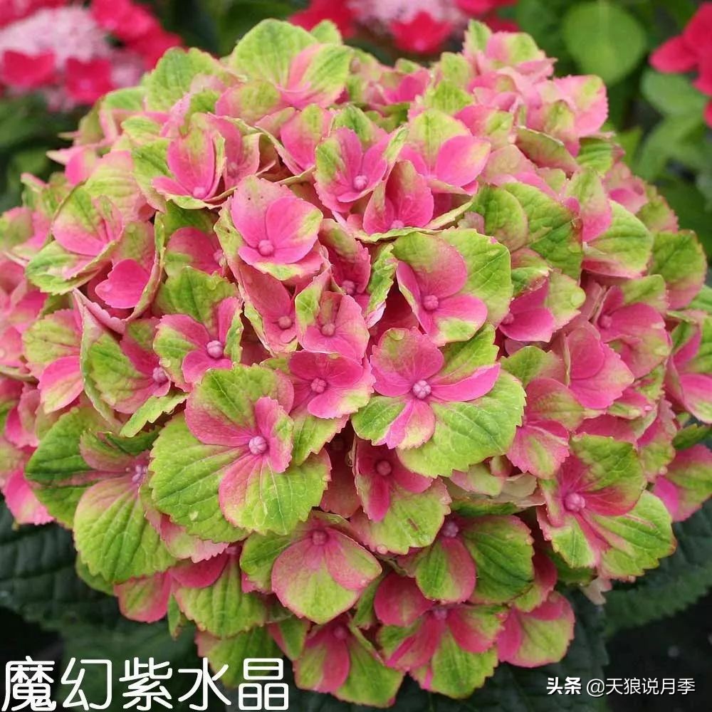 绣球季家里不缺花，全场8折迎初夏