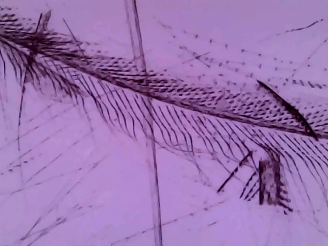 暑假孩子玩手机不如打篮球吧,儿童显微镜放大蚂蚁120倍