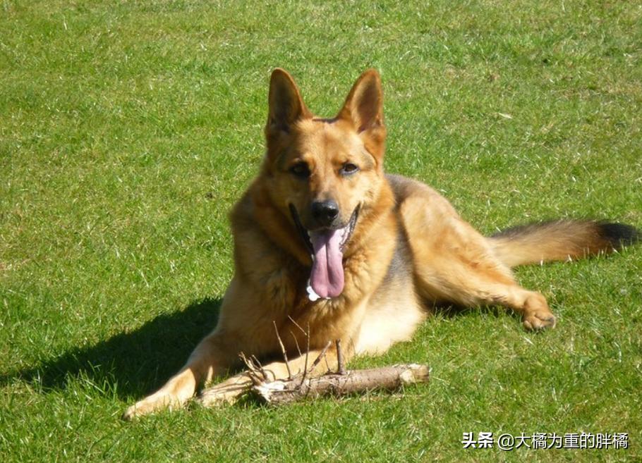 白色德牧和黑色德牧一样吗,全部颜色的德牧