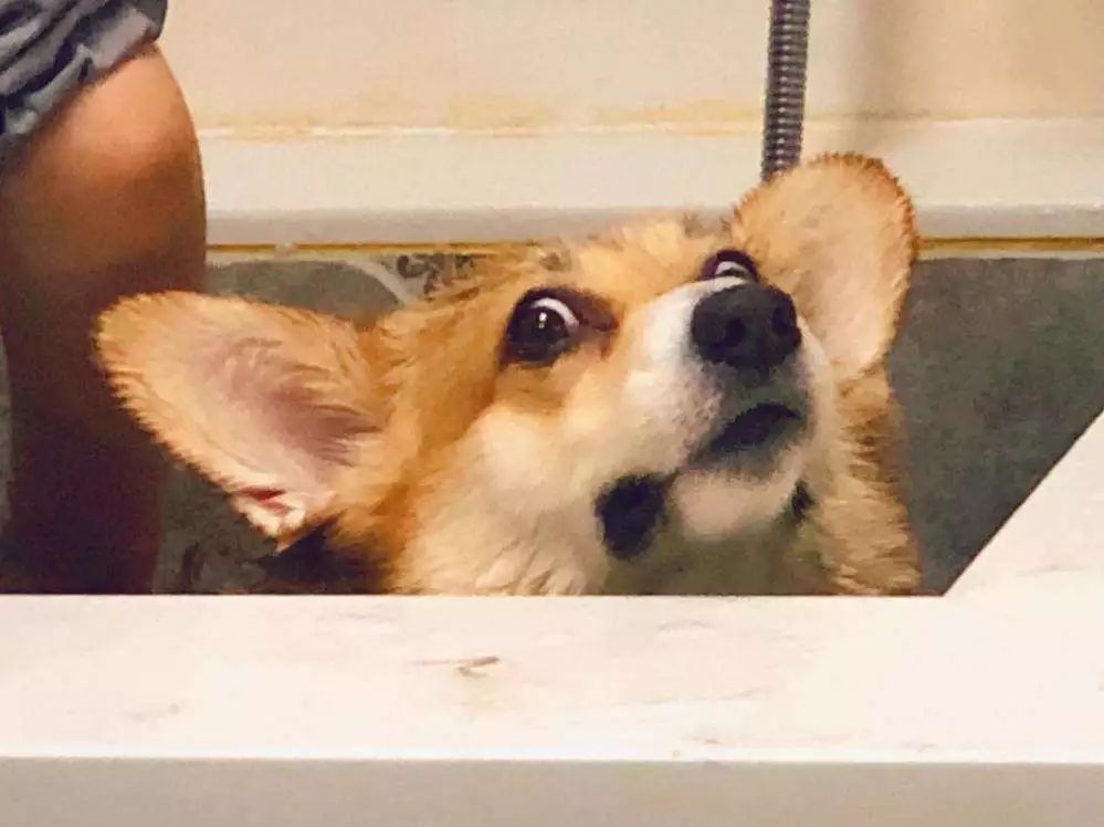 怎么在家洗狗能把狗洗干净,正确的洗狗步骤