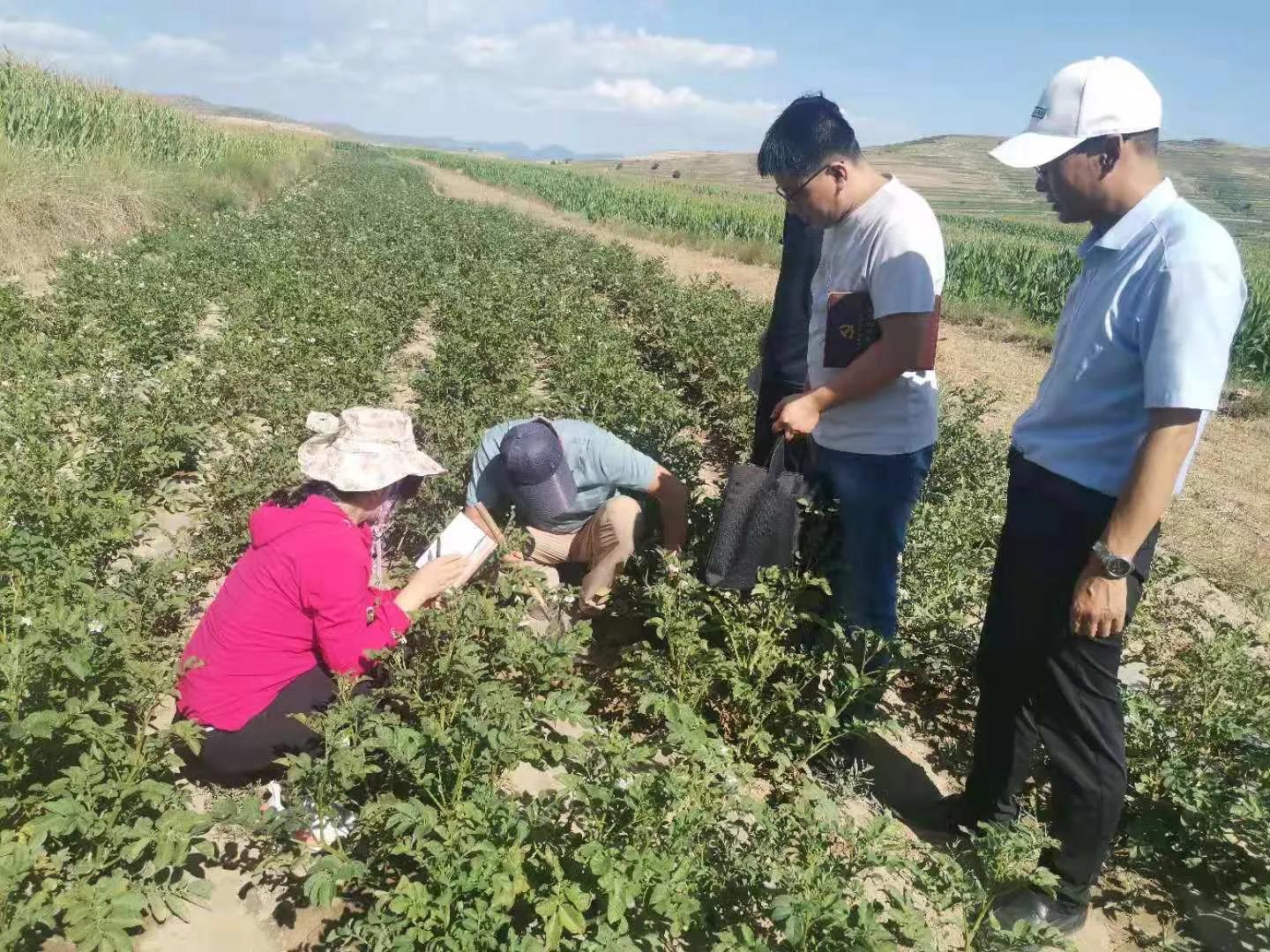 马铃薯抗旱栽培技术培训总结,马铃薯保水保油