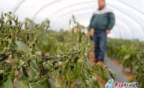 冬季辣椒怎么保温,冬天辣椒苗怎么防冻