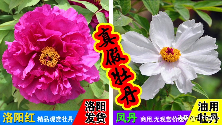 牡丹花怎么分辨真假观赏牡丹,真牡丹花蕾和假牡丹的区别