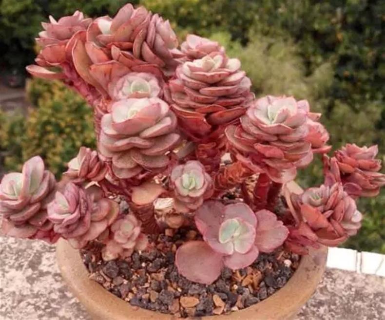 多肉老桩干货集锦，压轴的全是逆天极品!