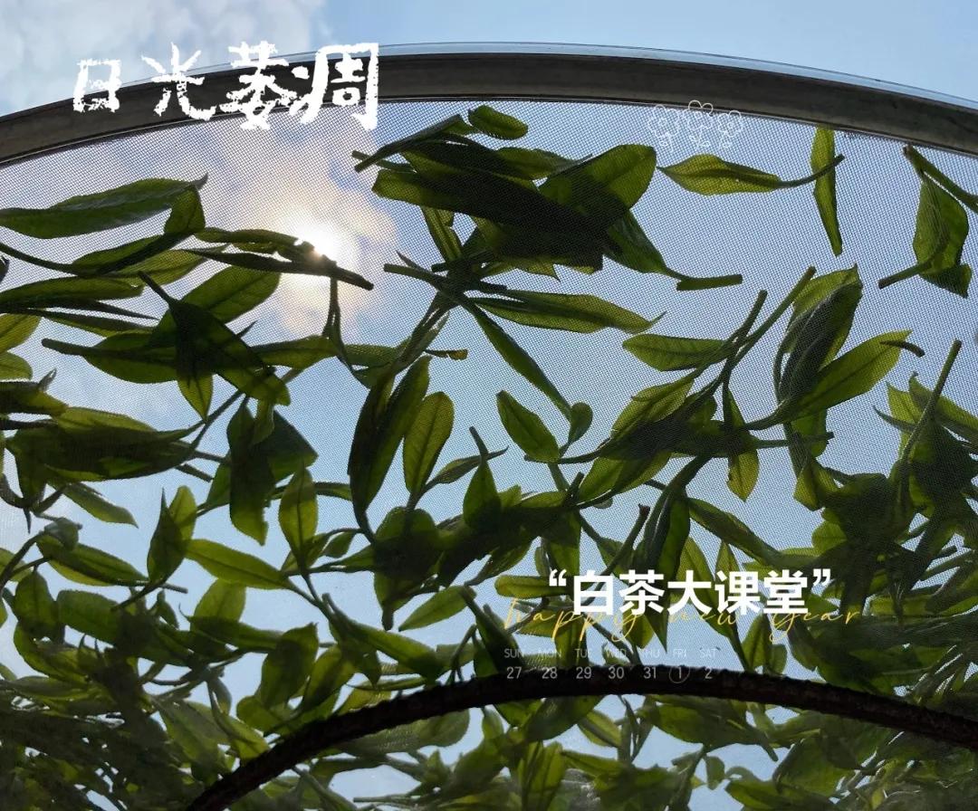 白茶口感像什么茶一样好喝,白茶与铁观音的香型区别是什么