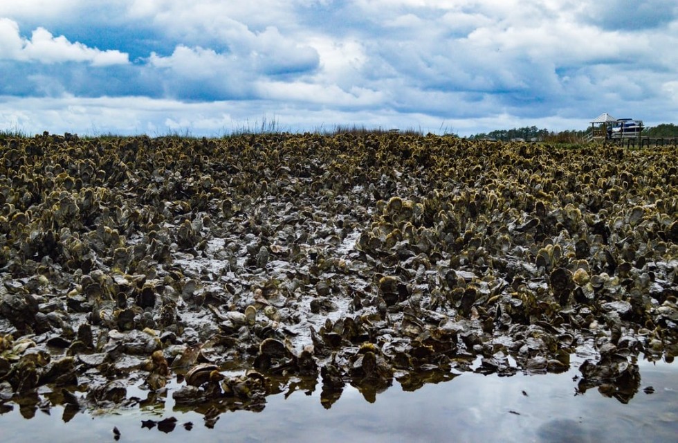 “海中牛奶”生蚝究竟能不能生吃?一篇文章解析牡蛎的养殖与品质