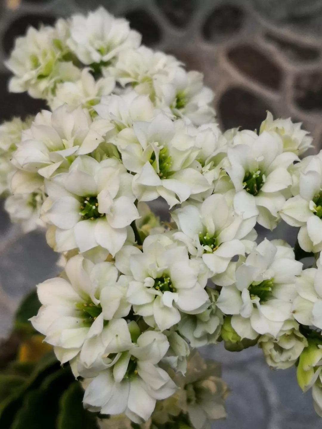 长寿花，寓意好、开花漂亮，花期长，品种多达300个