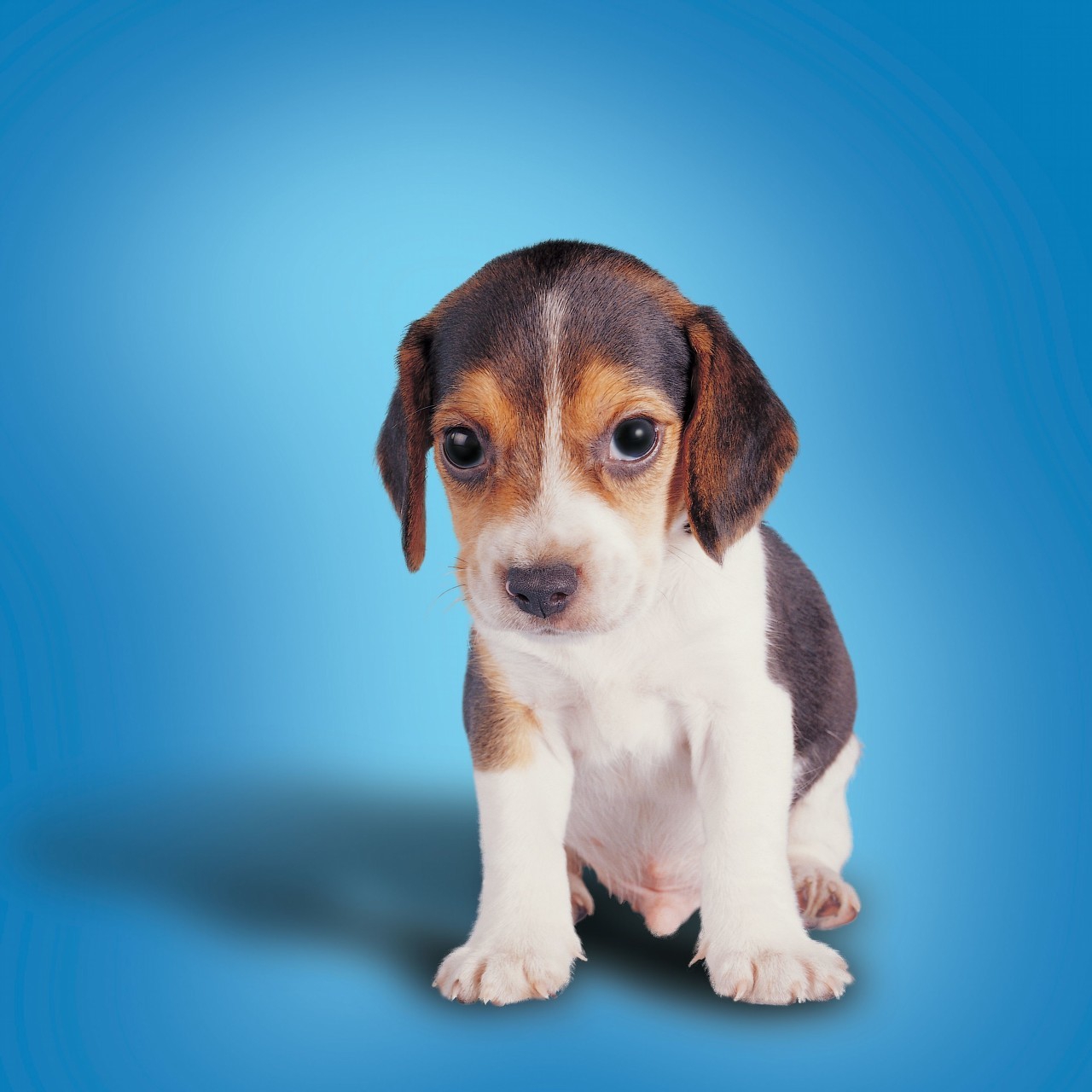 狗子胆子小乱叫怎么练,狗子胆子比较小怎么驯化