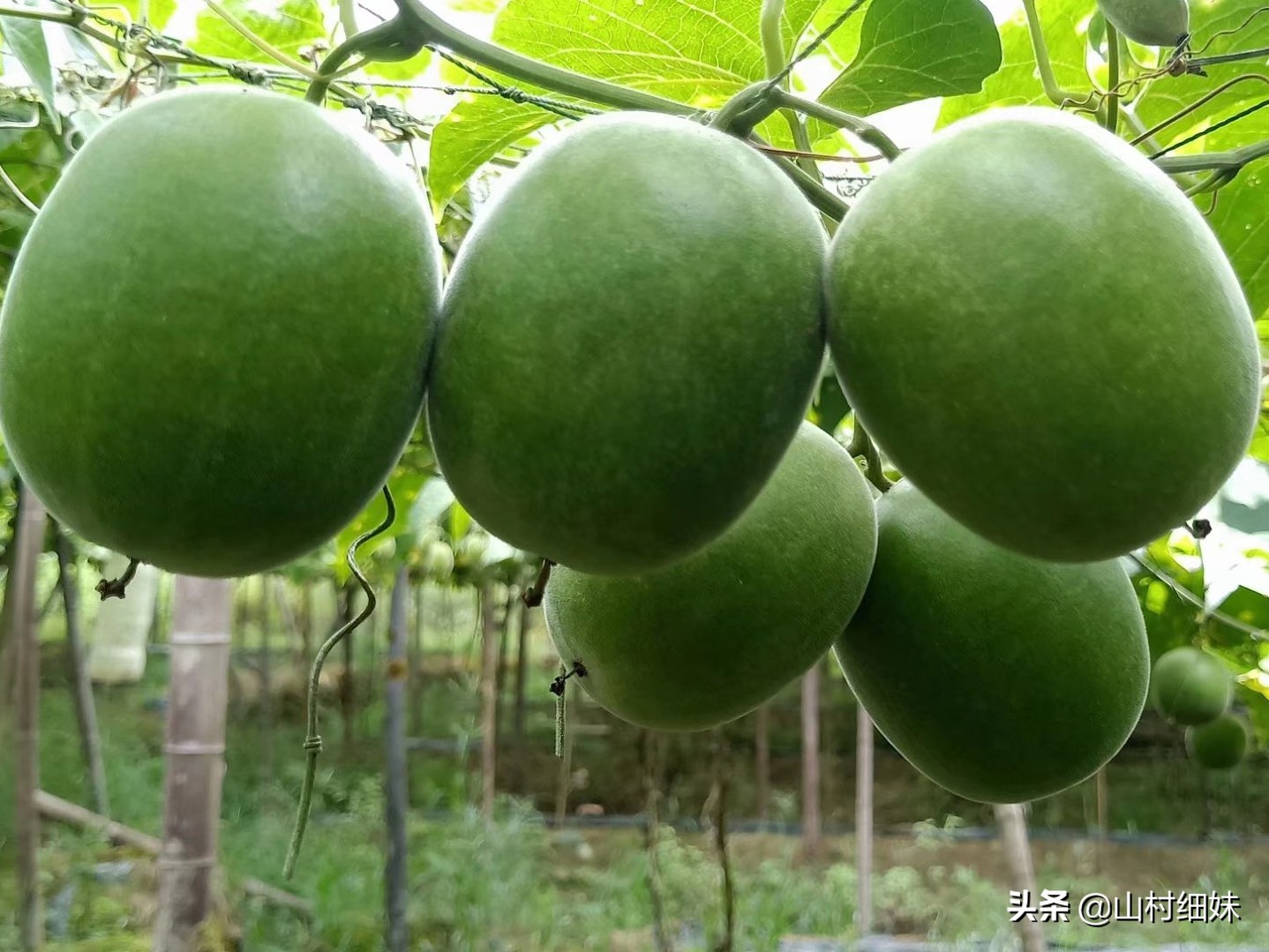 种植罗汉果，雌雄花期不相遇怎么办？先找到原因，解决办法在这里