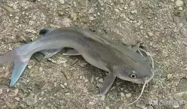 南澳渔民出海最常见的50种海鱼，都吃过，你就能退休了！