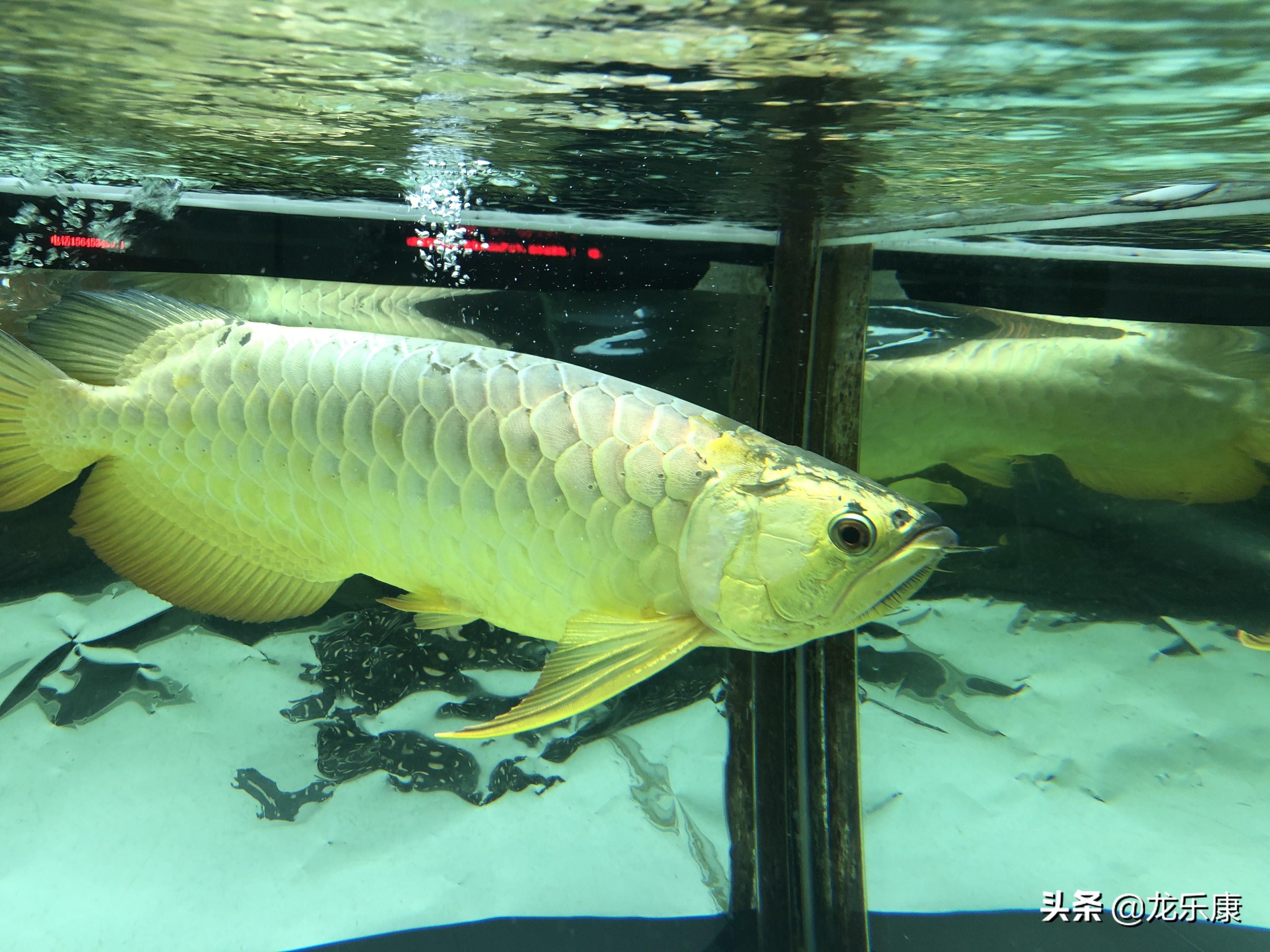 龙鱼的基础知识,龙鱼怎样分中高过背