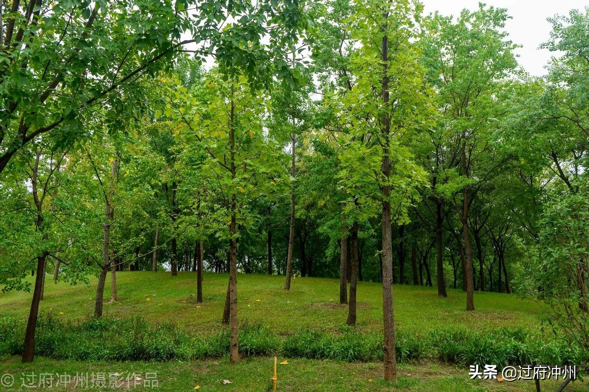 河南地图形状像动物,河南省地图轮廓为什么像大象