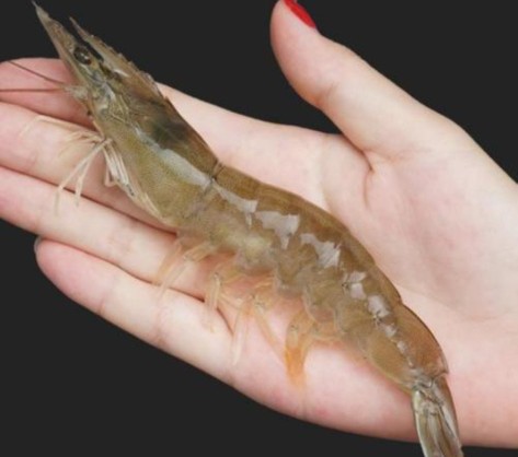 明虾和基围虾是一个虾吗,明虾和白对虾基围虾的价格