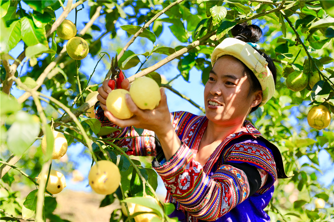 罗平柠檬基地,云南罗平柠檬种植基地