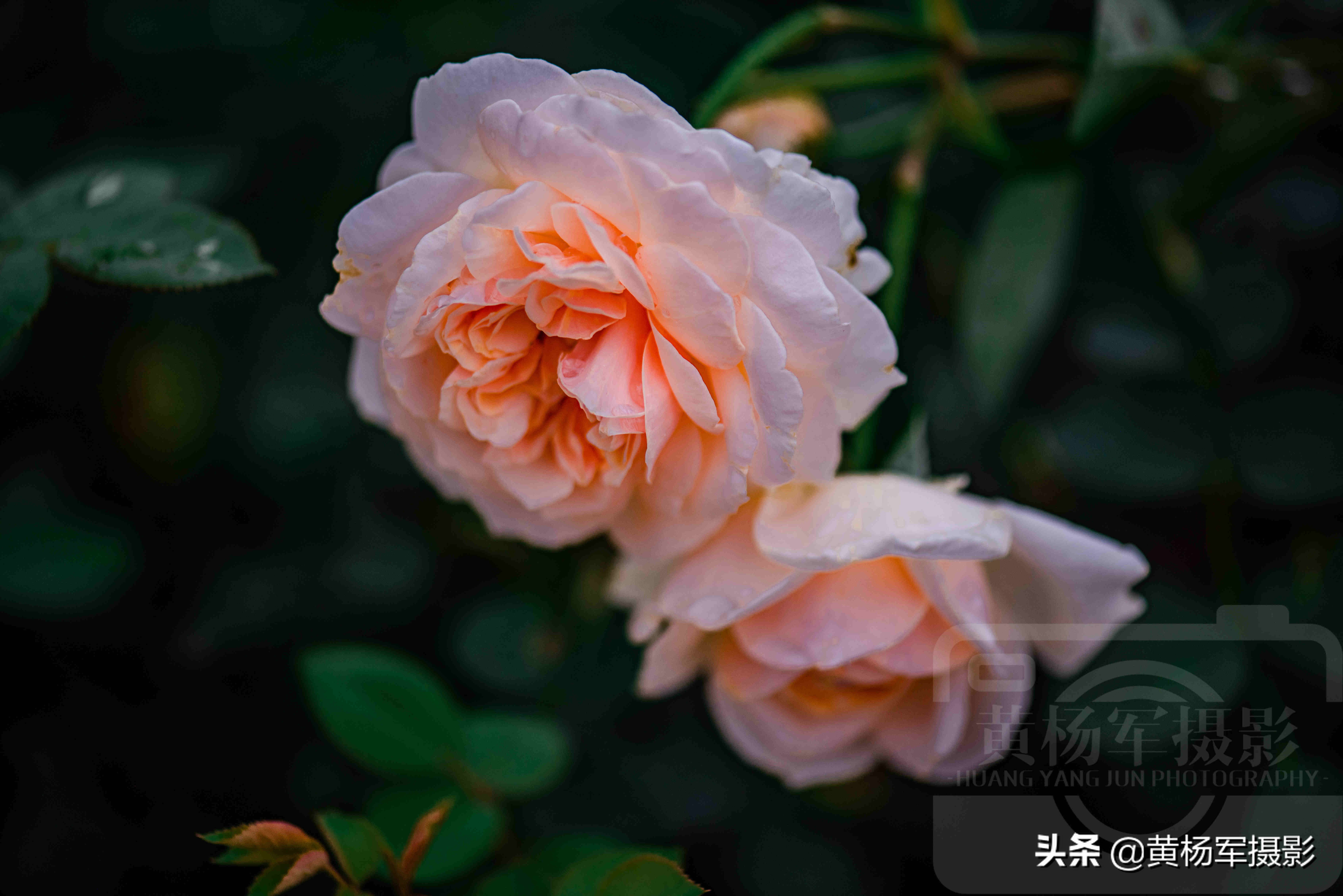 月季花娇艳夺目完整版,月季花美丽的特点
