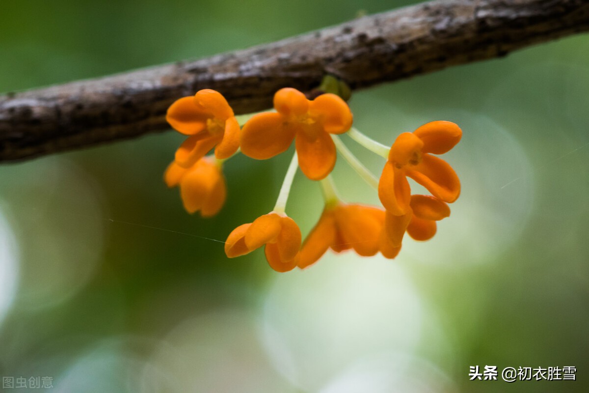 白居易的八木诗，写了八种树木都有缺点，为何却对桂花大加赞赏？