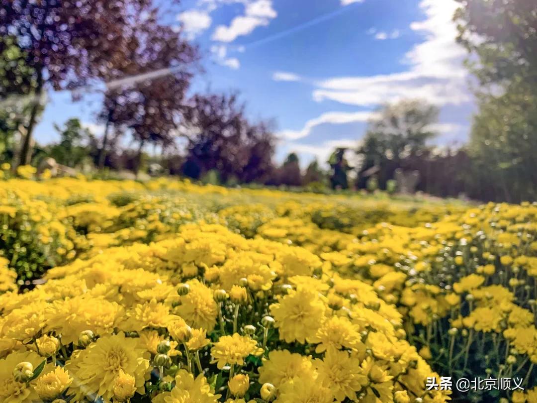 国庆节赏秋的好地方,北京国际鲜花港菊花展几月份最好