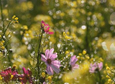 拥抱春天播种绿色植树节广播稿,拥抱春天播种绿色活动