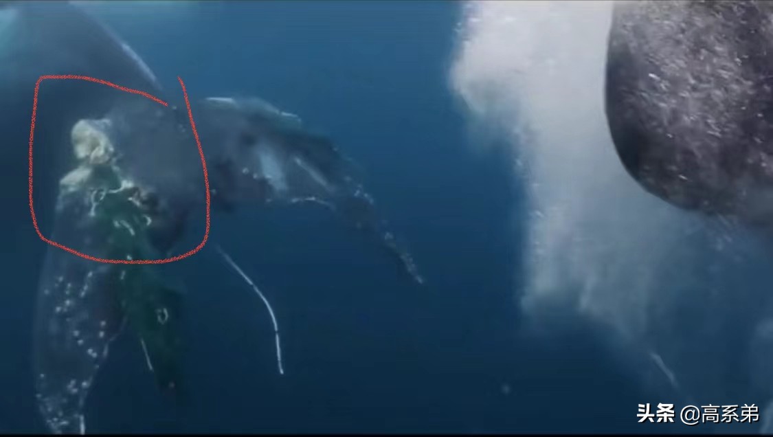 鲸鱼被藤壶折磨向专业人求助,鲸鱼被藤壶折磨求助渔民