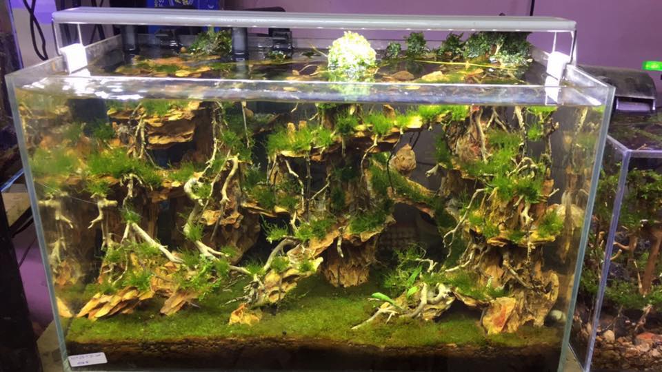 中国草缸,中国草缸造景图