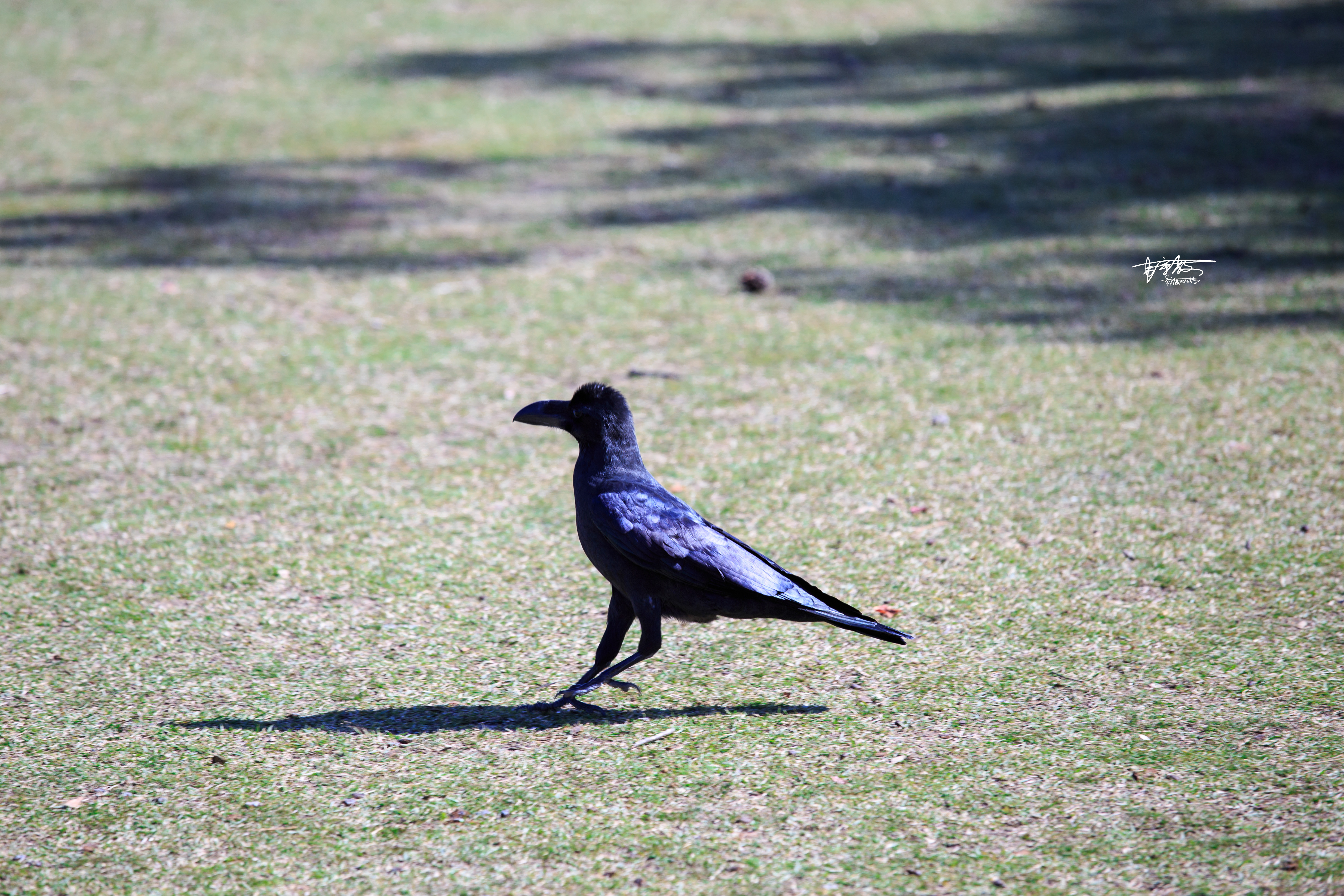 网红打卡景点奈良,日本奈良10大网红打卡景点